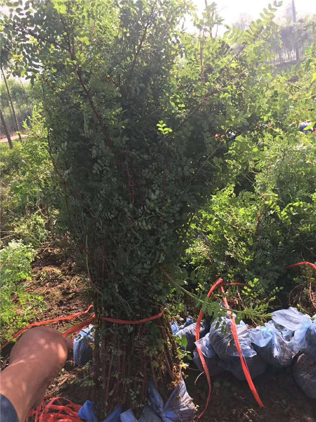 黃刺玫裝車現(xiàn)場實拍