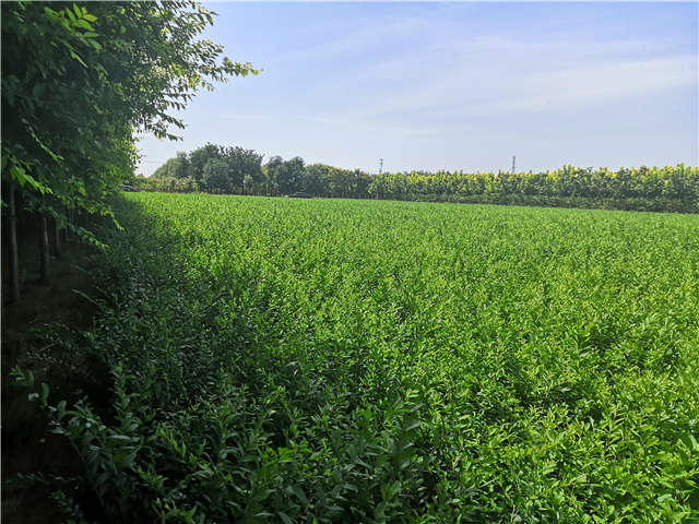 沭陽長景園林水蠟種植基地實拍圖片