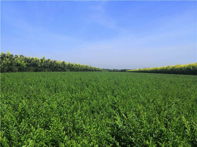 沭陽長景園林水蠟種植基地實拍圖片