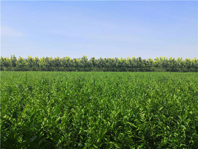 沭陽長景園林水蠟種植基地實拍圖片