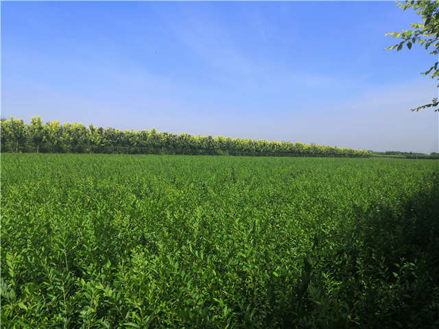沭陽長景園林水蠟種植基地實拍圖片