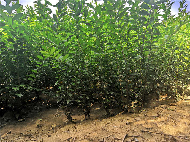 沭陽長景園林水蠟種植基地實拍圖片