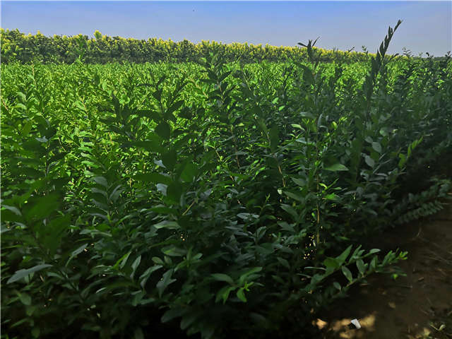 沭陽長景園林水蠟種植基地實拍圖片