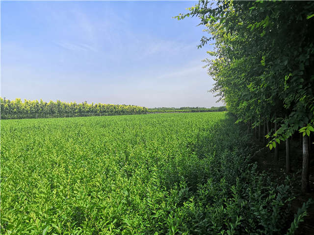 沭陽長景園林水蠟種植基地實拍圖片