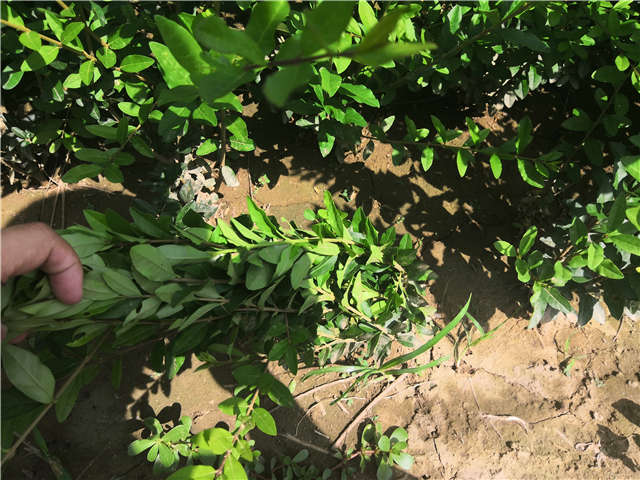 沭陽長景園林水蠟種植基地實拍圖片