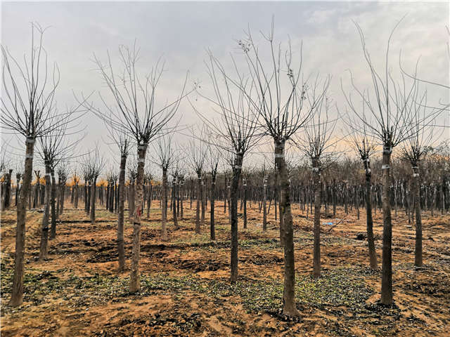 沭陽長景園林高接金葉槐種植基地實拍圖片
