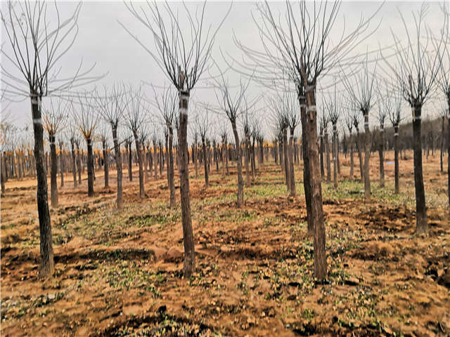 沭陽長景園林高接金葉槐種植基地實拍圖片