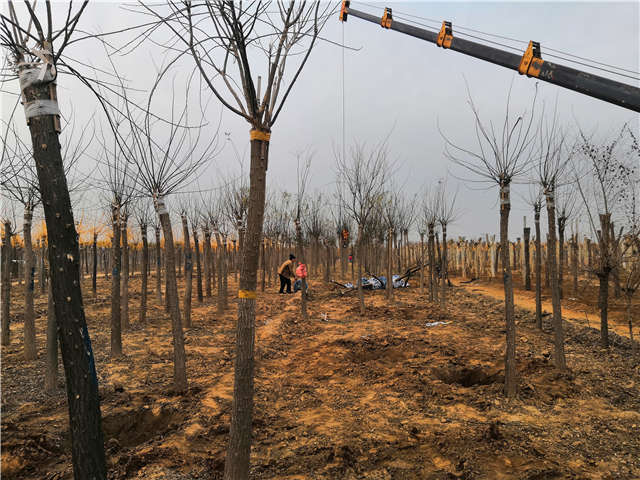 沭陽長景園林高接金葉槐種植基地實拍圖片