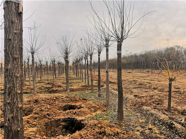沭陽長景園林高接金葉槐種植基地實拍圖片