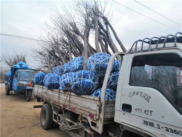 沭陽長景園林高接金葉槐種植基地實拍圖片