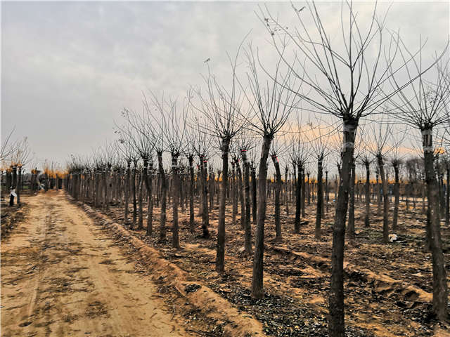 沭陽長景園林高接金葉槐種植基地實拍圖片