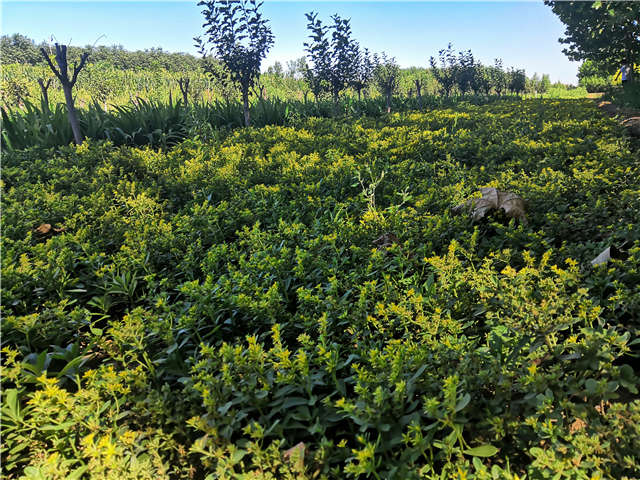 沭陽長景園林三七景天種植基地實拍圖片