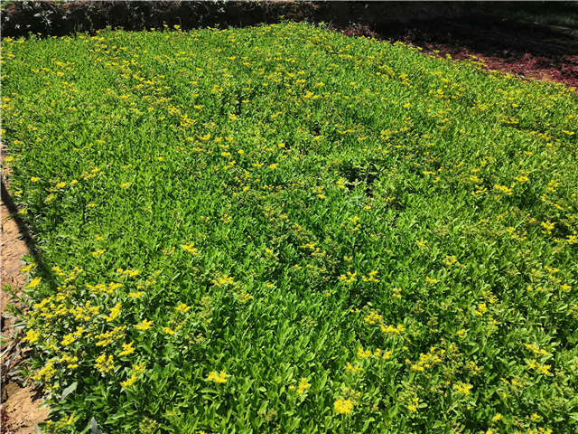 沭陽長景園林三七景天種植基地實拍圖片