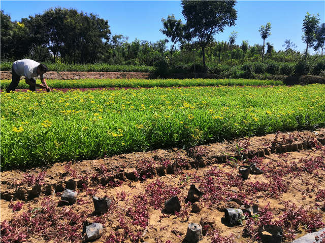 沭陽長景園林三七景天種植基地實拍圖片