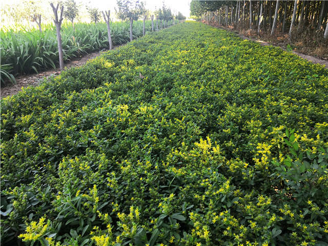 沭陽長景園林三七景天種植基地實拍圖片