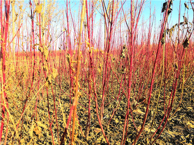 紅瑞木種植基地實拍