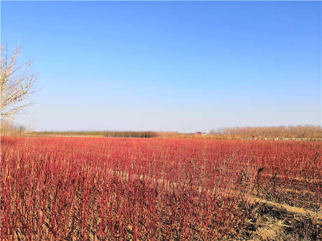 紅瑞木種植基地實拍