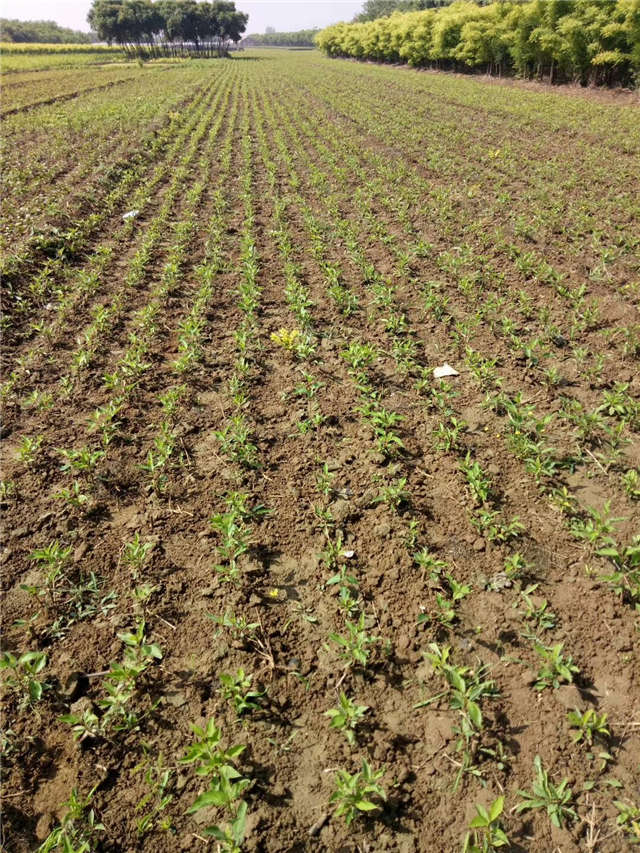 紅瑞木種植基地實拍