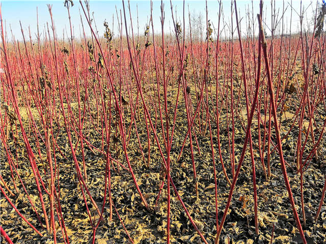 紅瑞木種植基地實拍