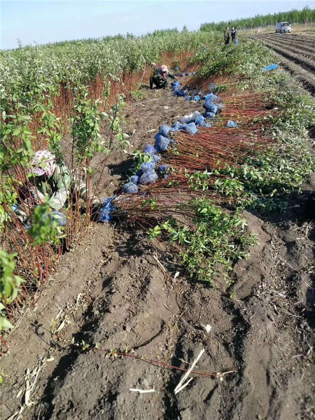 紅瑞木挖苗現(xiàn)場等待裝車