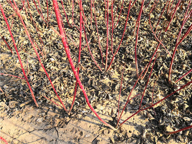 紅瑞木種植基地實拍