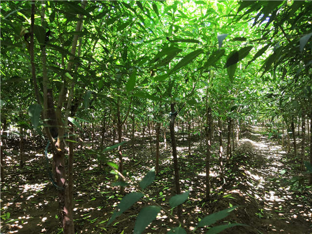 沭陽長景園林山桃種植基地實拍圖片