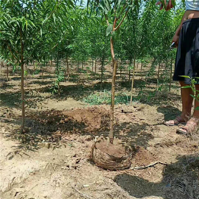 沭陽長景園林山桃種植基地實拍圖片