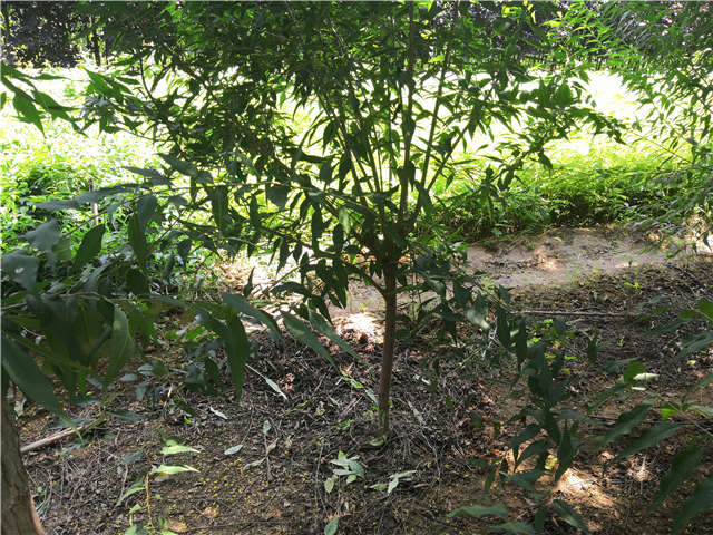 沭陽長景園林山桃種植基地實拍圖片