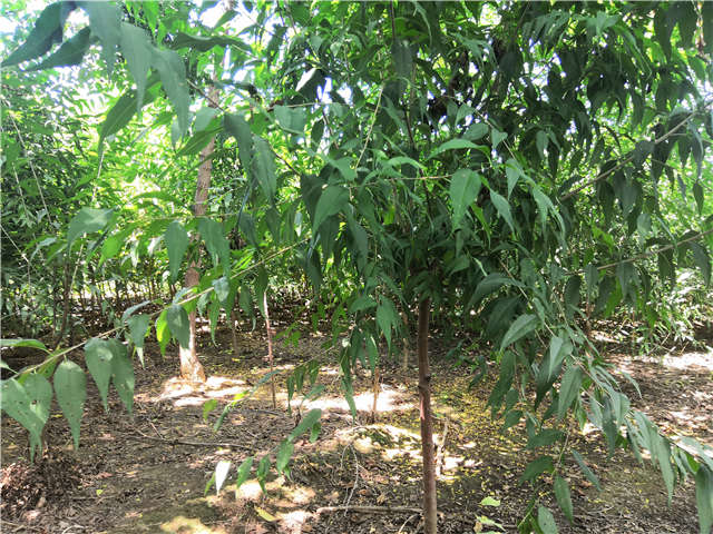 沭陽長景園林山桃種植基地實拍圖片