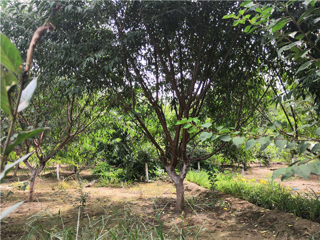 沭陽長景園林山桃種植基地實拍圖片