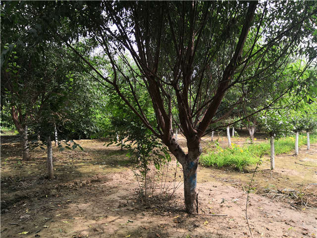 沭陽長景園林山桃種植基地實拍圖片