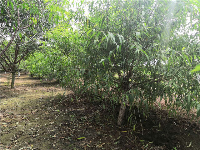 沭陽長景園林山桃種植基地實拍圖片