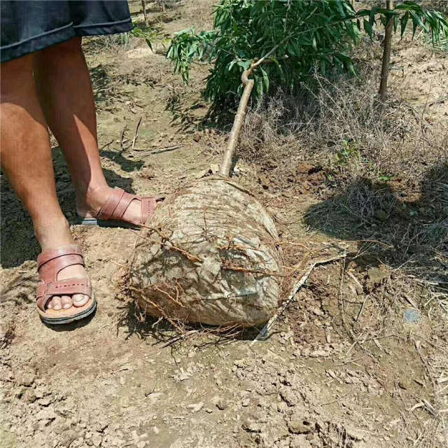 沭陽長景園林山桃種植基地實拍圖片
