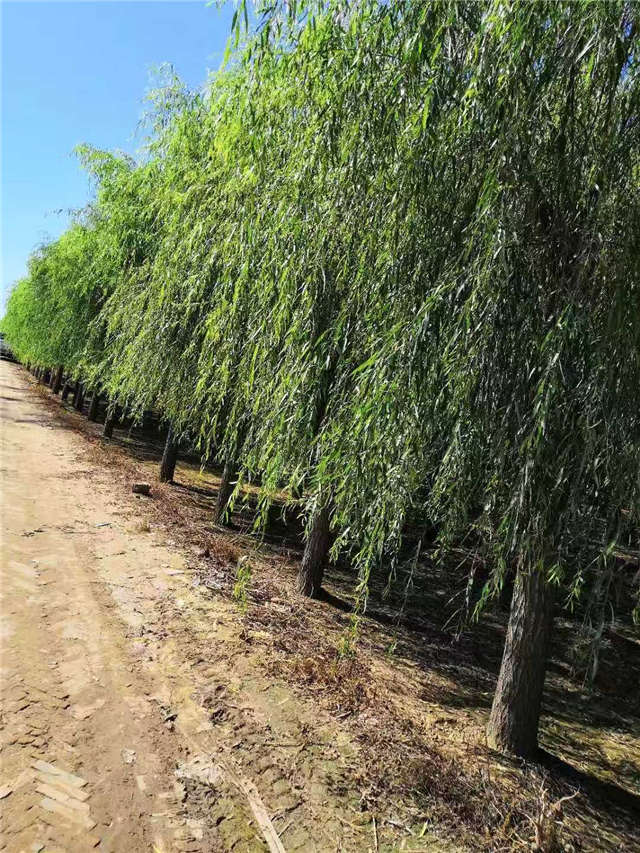 嫁接垂柳基地實拍