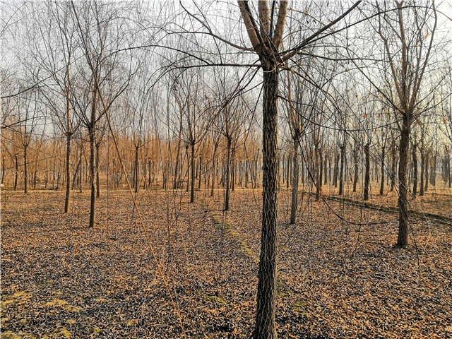 原生發冒垂柳基地實拍