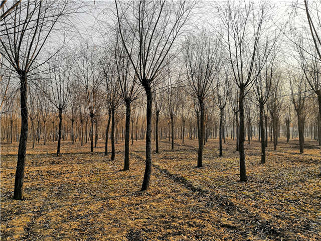 原生發冒垂柳基地實拍