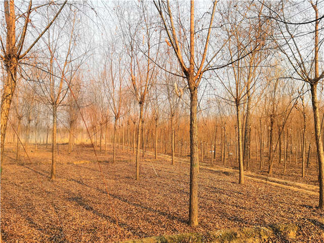 原生發冒垂柳基地實拍