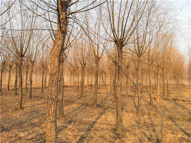 原生發冒垂柳基地實拍