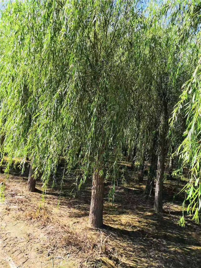 嫁接垂柳基地實拍