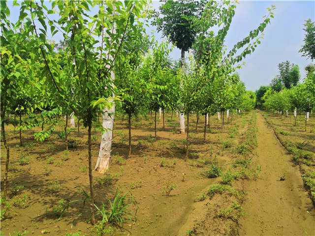 沭陽長景園林山杏種植基地實拍圖片