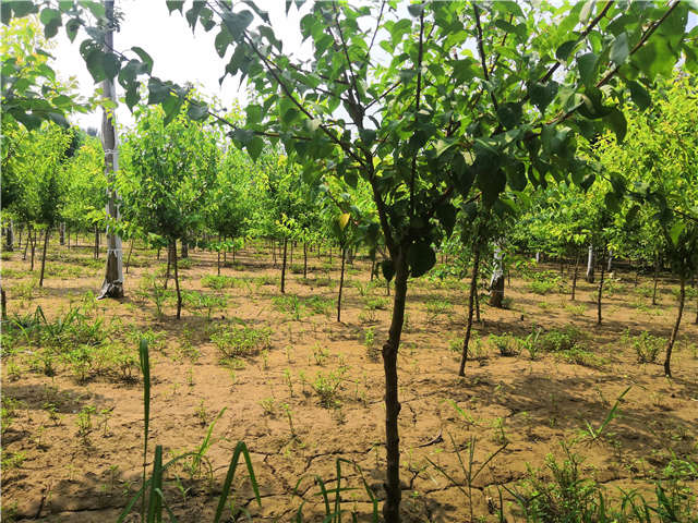 沭陽長景園林山杏種植基地實拍圖片