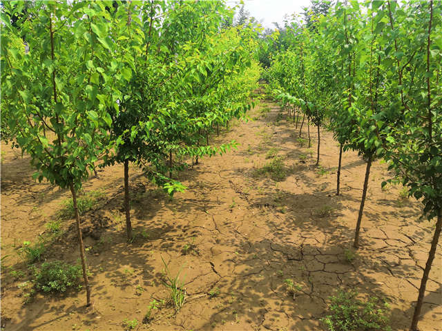 沭陽長景園林山杏種植基地實拍圖片