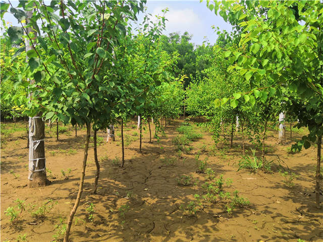 沭陽長景園林山杏種植基地實拍圖片