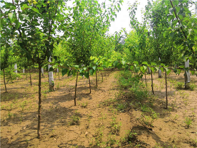 沭陽長景園林山杏種植基地實拍圖片