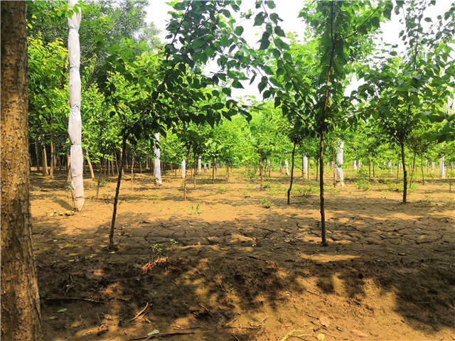 沭陽長景園林山杏種植基地實拍圖片
