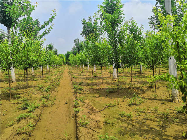 沭陽長景園林山杏種植基地實拍圖片