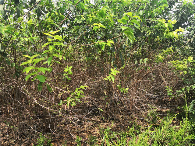 沭陽長景園林金銀木種植基地實拍圖片