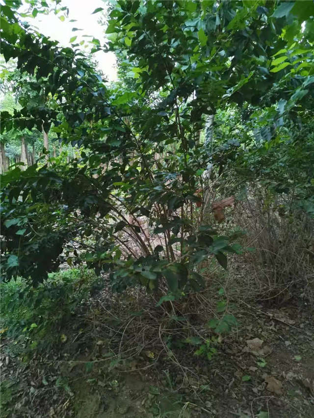 沭陽長景園林金銀木種植基地實拍圖片