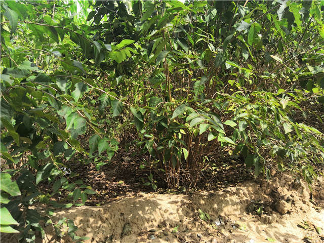 沭陽長景園林金銀木種植基地實拍圖片