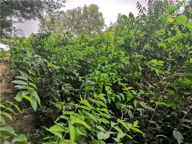 沭陽長景園林金銀木種植基地實拍圖片